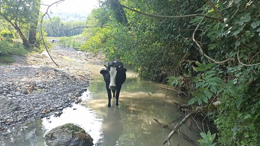 корова в реке