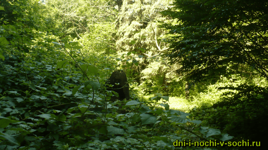 Мацестинский лесопарк фото