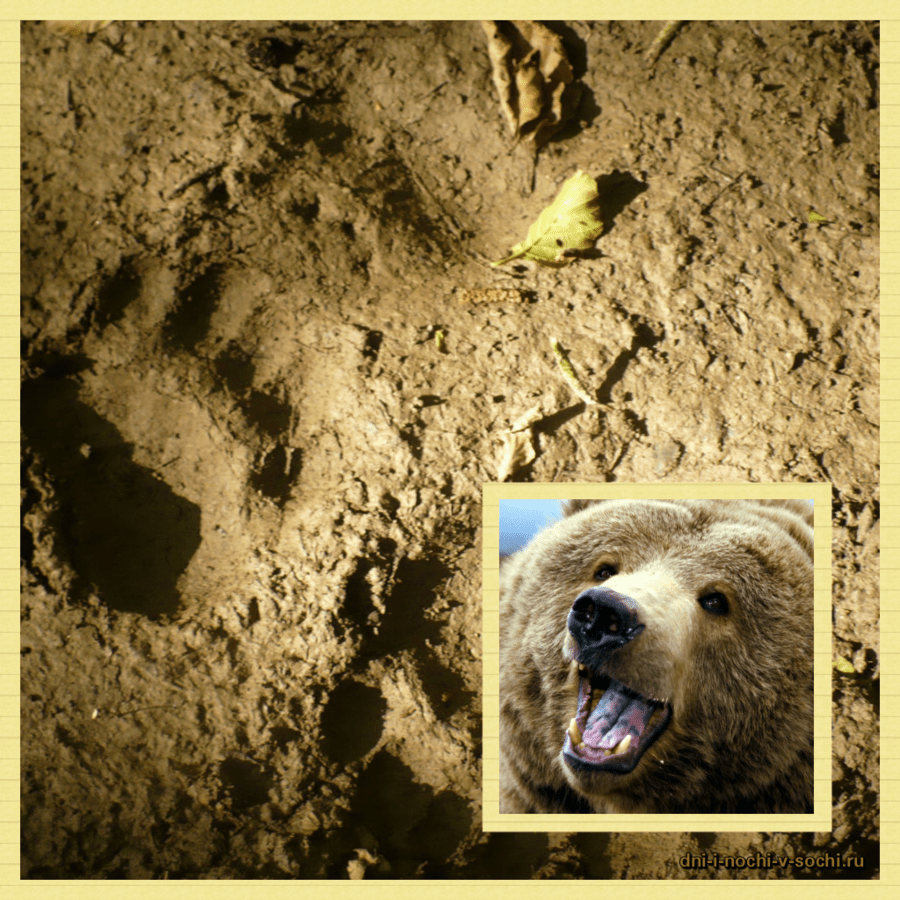 следы медведя
