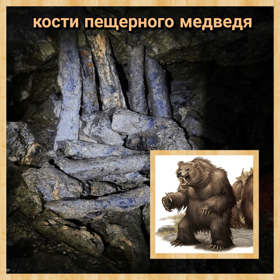 кости пещерного медведя