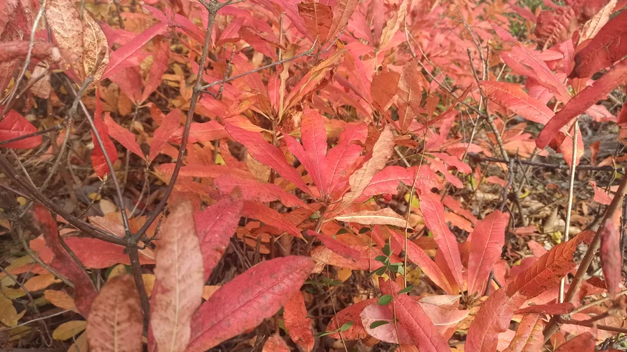 Осенние листья азалии
