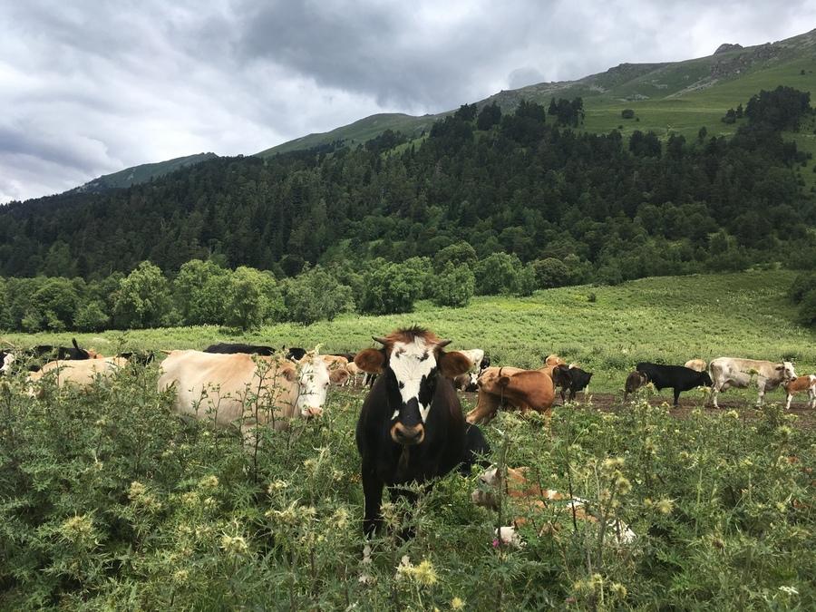 коровы в Архызе