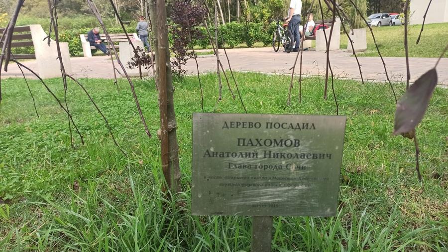 Дерево А.Пахомова