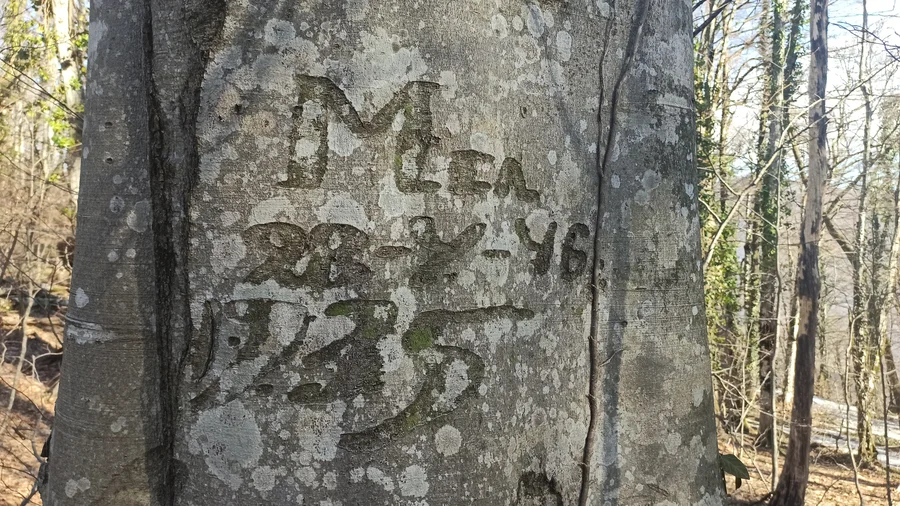 надписи на буке в походе на гору Травяной шпиль 2