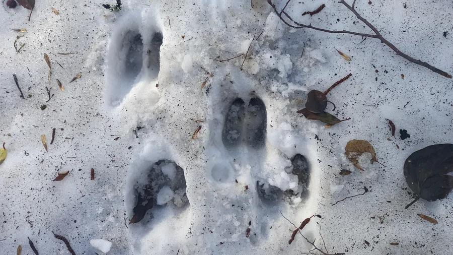 отпечатки копыт на снегу район Солохаула