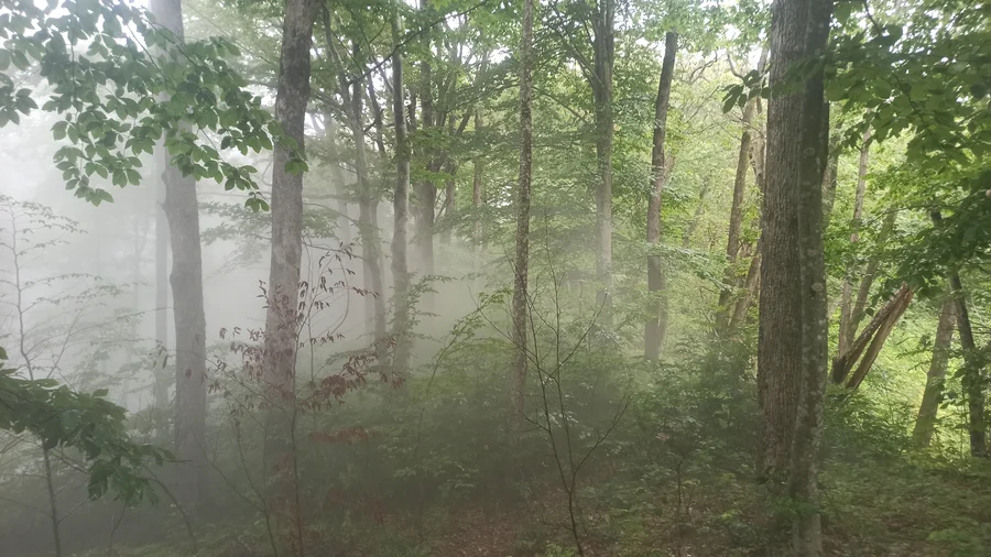 Красивый туманный лес