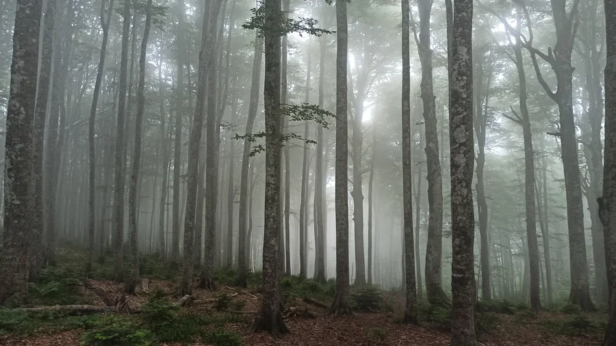 Туманный лес 1