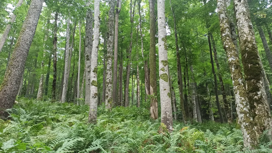 буковый лес по пути на Аутль