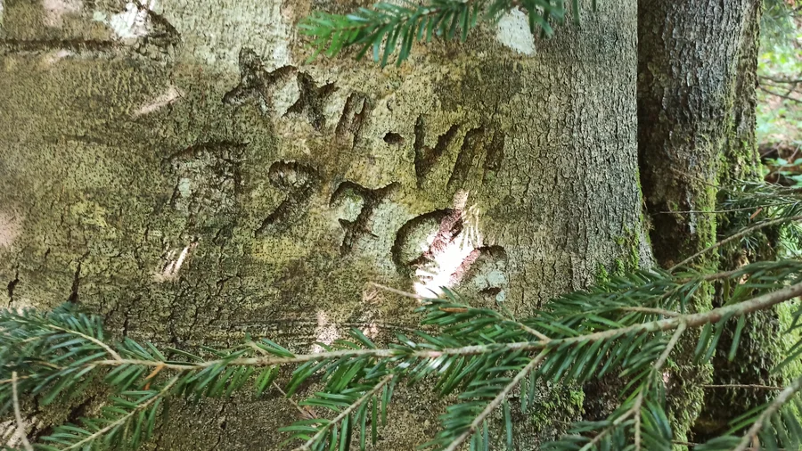 надписи на деревьях 1970 г