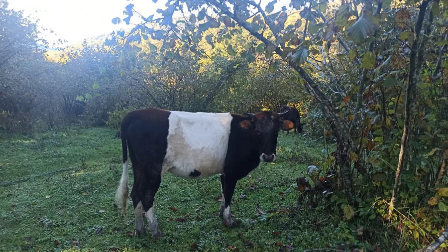 Корова в ореховом саду