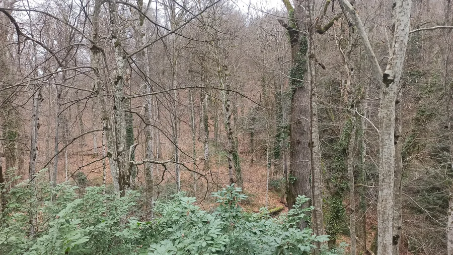 Осенний лес на маршруте Гора Волчица