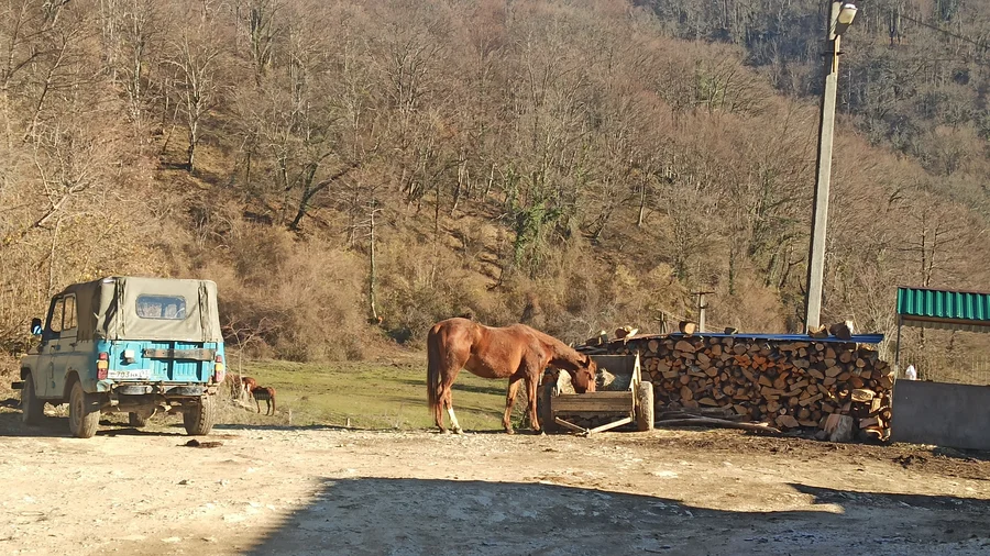 лошадь в посёлке Воронцовка
