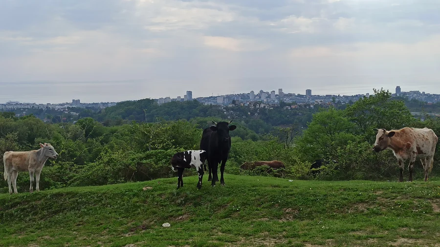 Коровы села Богушовка 1