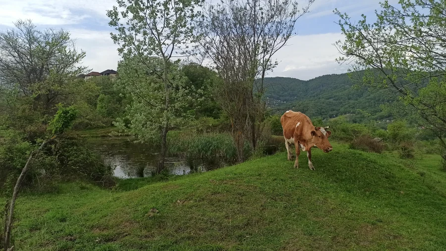Коровы села Богушовка 2