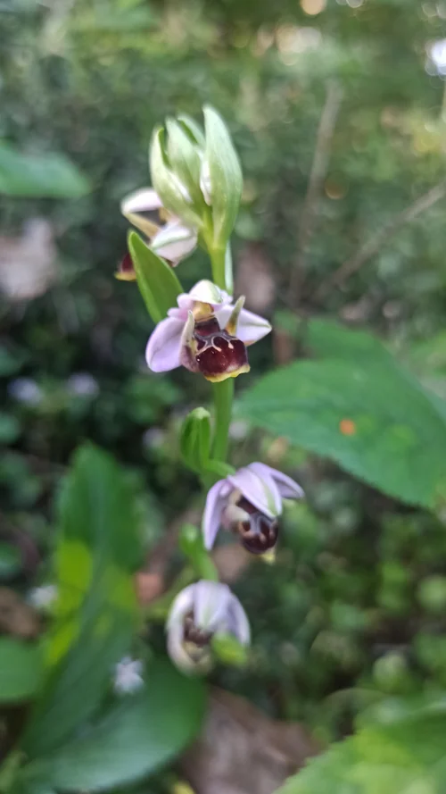 Орхидея Офрис