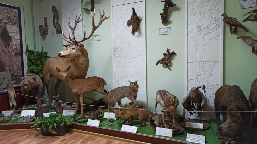 Музей Полетаева Зал животных