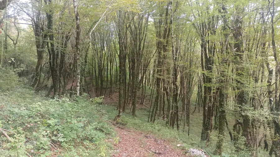Колхидский лес 1